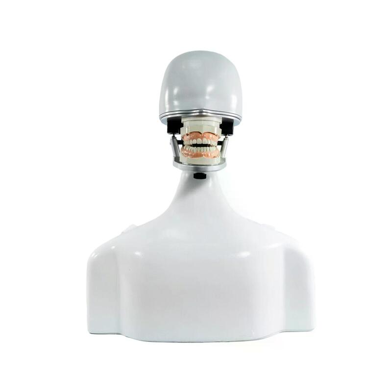 Учебный стоматологический фантом на торсе с универсальным артикулятором — купить в МЕДСЕТ