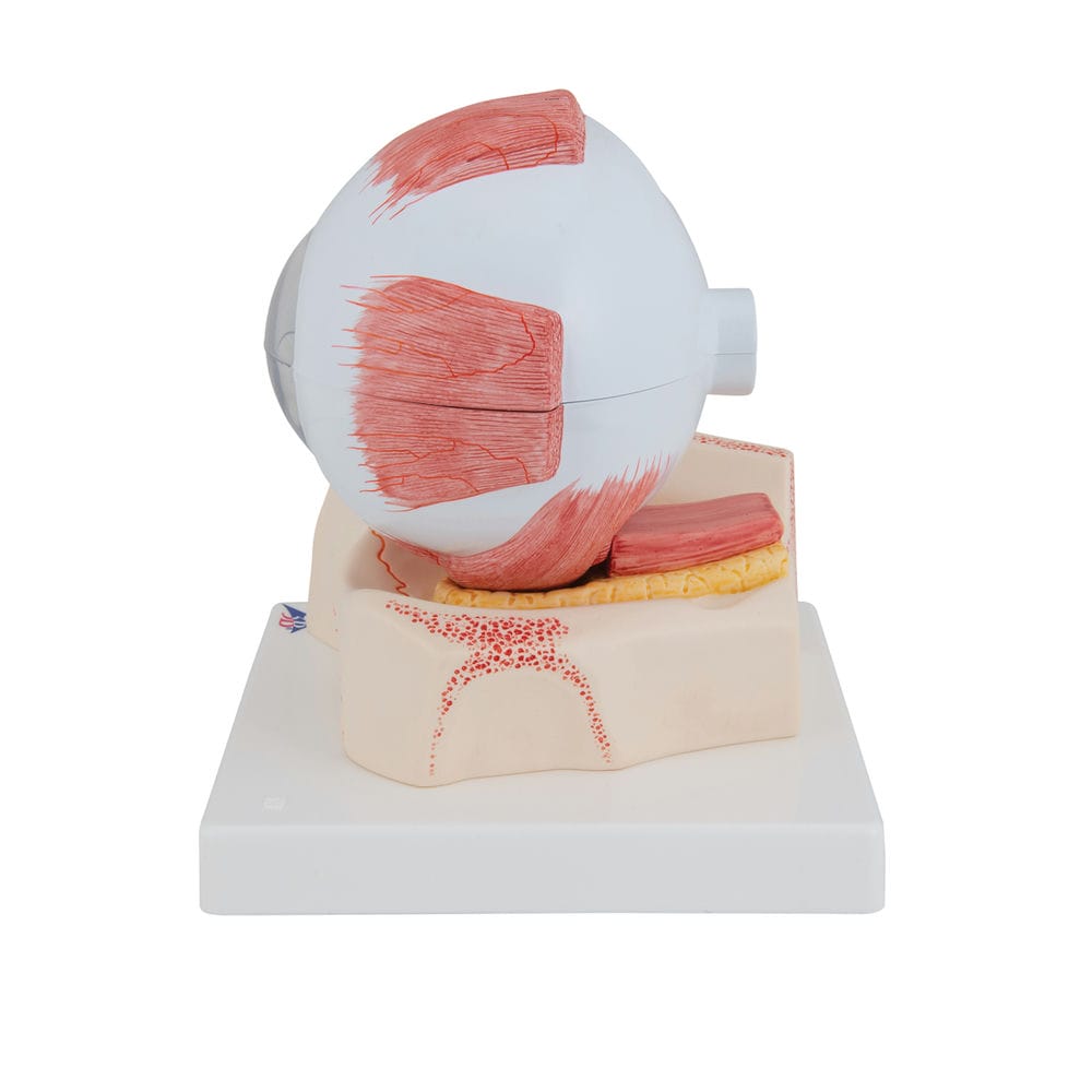 Модель глаза, 5-кратное увеличение, 7 частей — купить в МЕДСЕТ