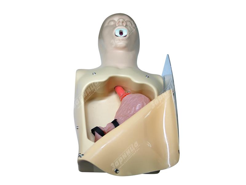 Лабораторно-диагностический учебный комплекс "Желудочно-кишечный тракт" — купить в МЕДСЕТ