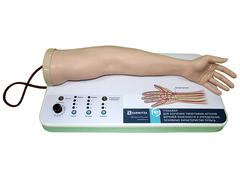Тренажер для изучения топографии артерий верхней конечности и определения основных характеристик пульса — купить в МЕДСЕТ