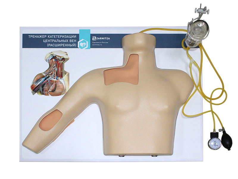 Тренажер катетеризации центральных вен — купить в МЕДСЕТ