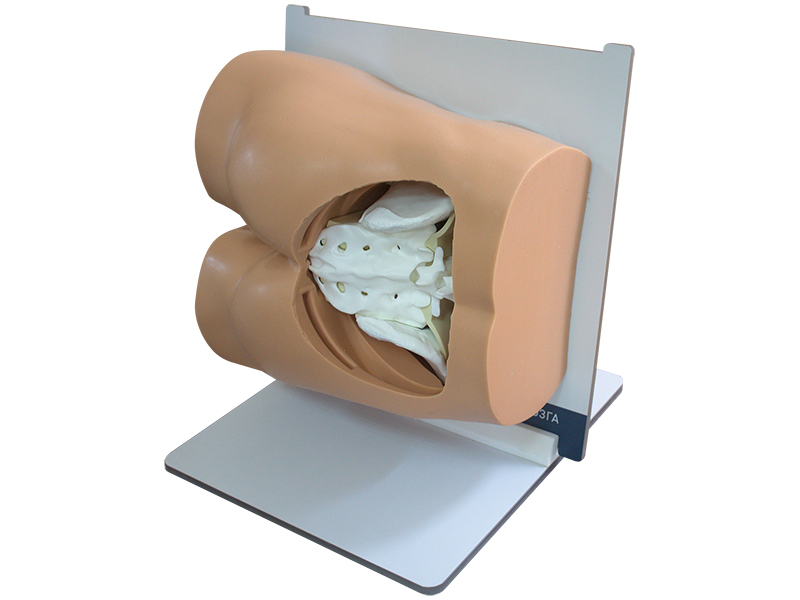 Тренажер для отработки навыков костной биопсии — купить в МЕДСЕТ