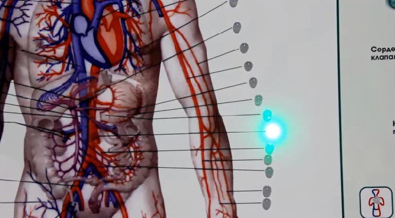 Интерактивный светодинамический стенд "Кровеносная система" — купить в МЕДСЕТ