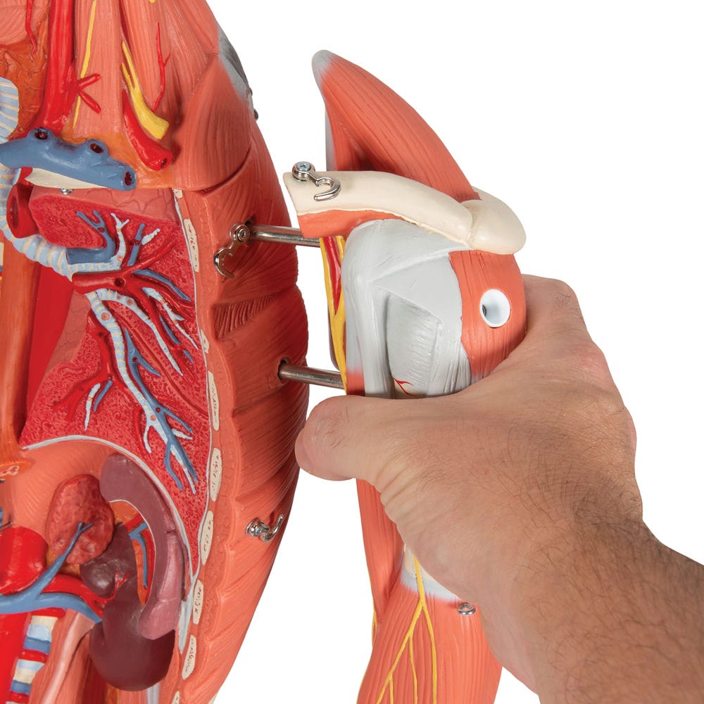 Фигура с мышцами, двуполая, 45 частей — купить в МЕДСЕТ