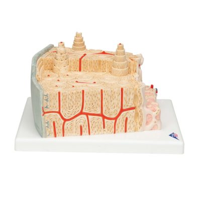 Модель структуры кости — купить в МЕДСЕТ