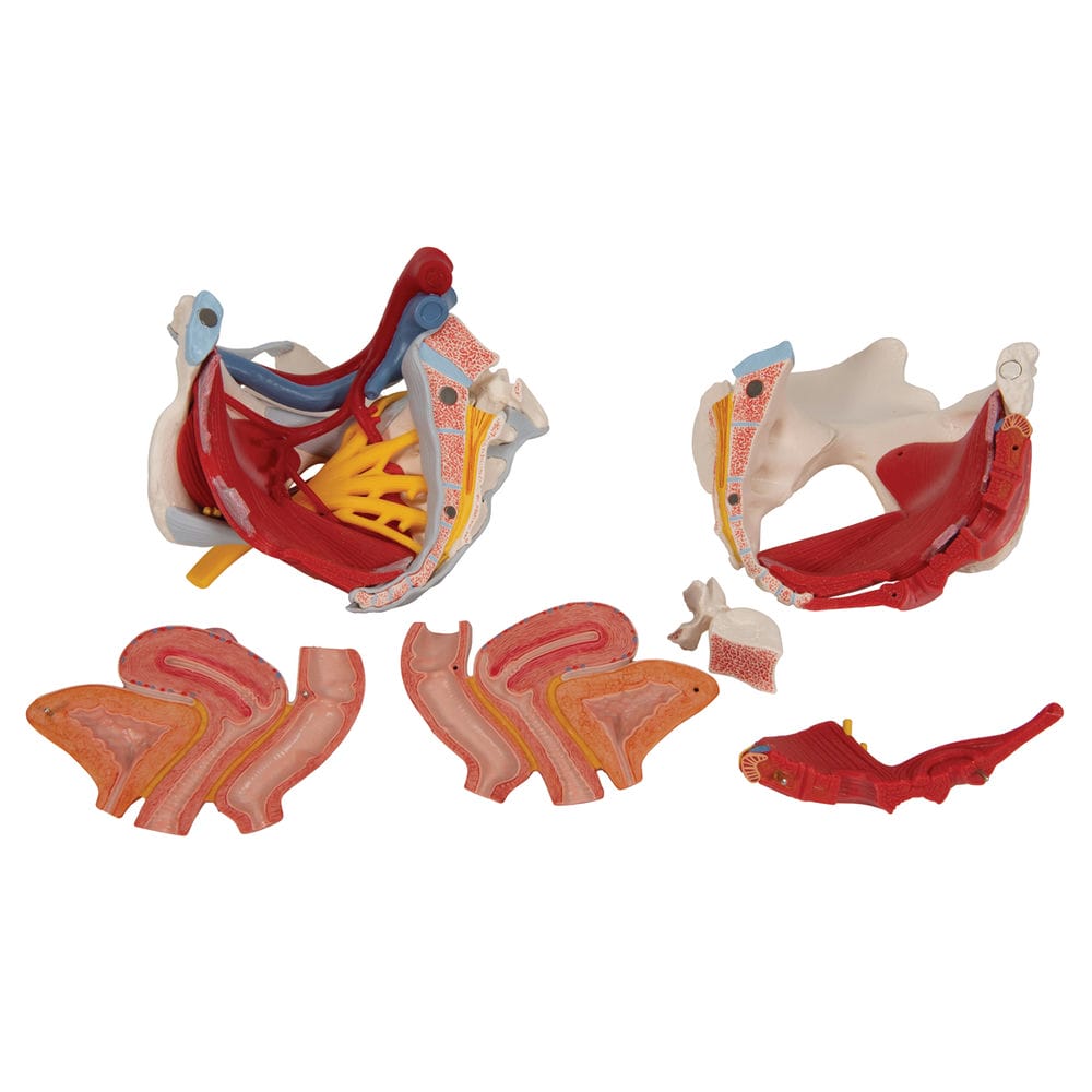 Модель женского таза со связками, сосудами, нервами, мышцами тазового дна и органами — купить в МЕДСЕТ