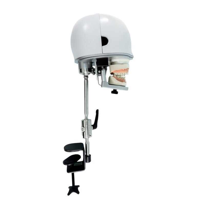 Учебный стоматологический фантом c креплением к столу — купить в МЕДСЕТ