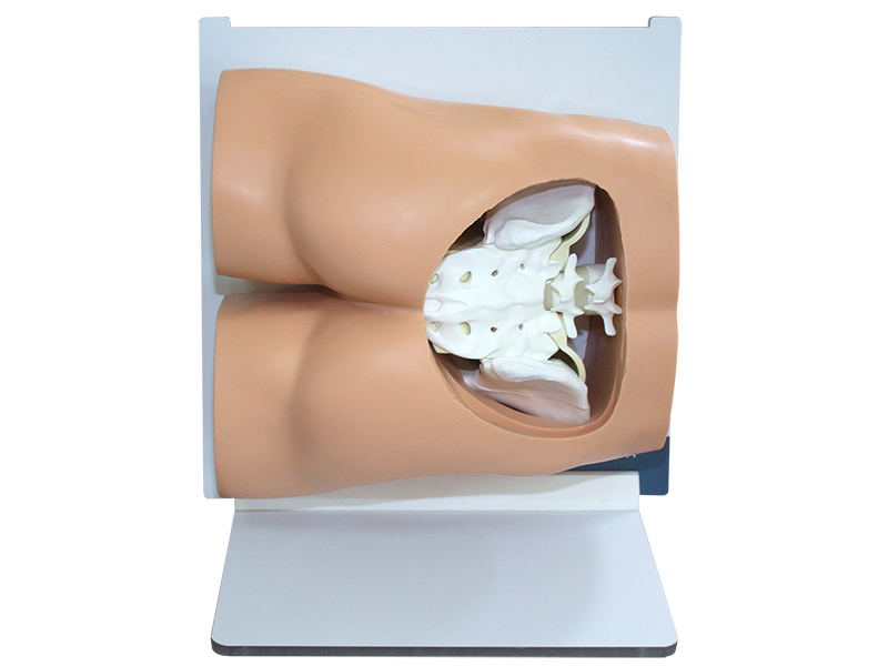 Тренажер для отработки навыков костной биопсии — купить в МЕДСЕТ