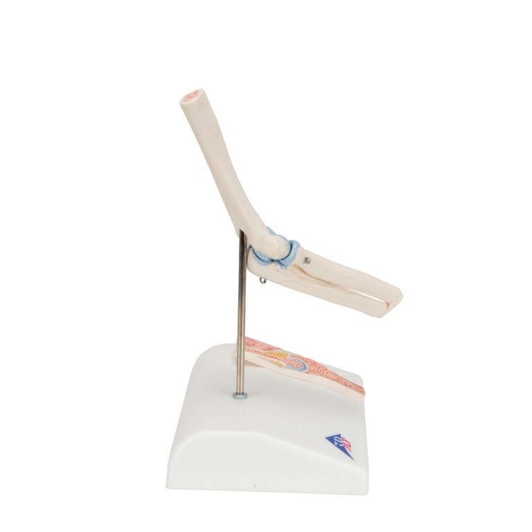 Мини-модель плечевого сустава с поперечным сечением — купить в МЕДСЕТ