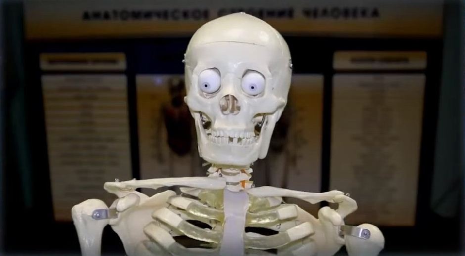 Электрифицированный стенд-тренажер c макетом скелета "Анатомическое строение человека" — купить в МЕДСЕТ