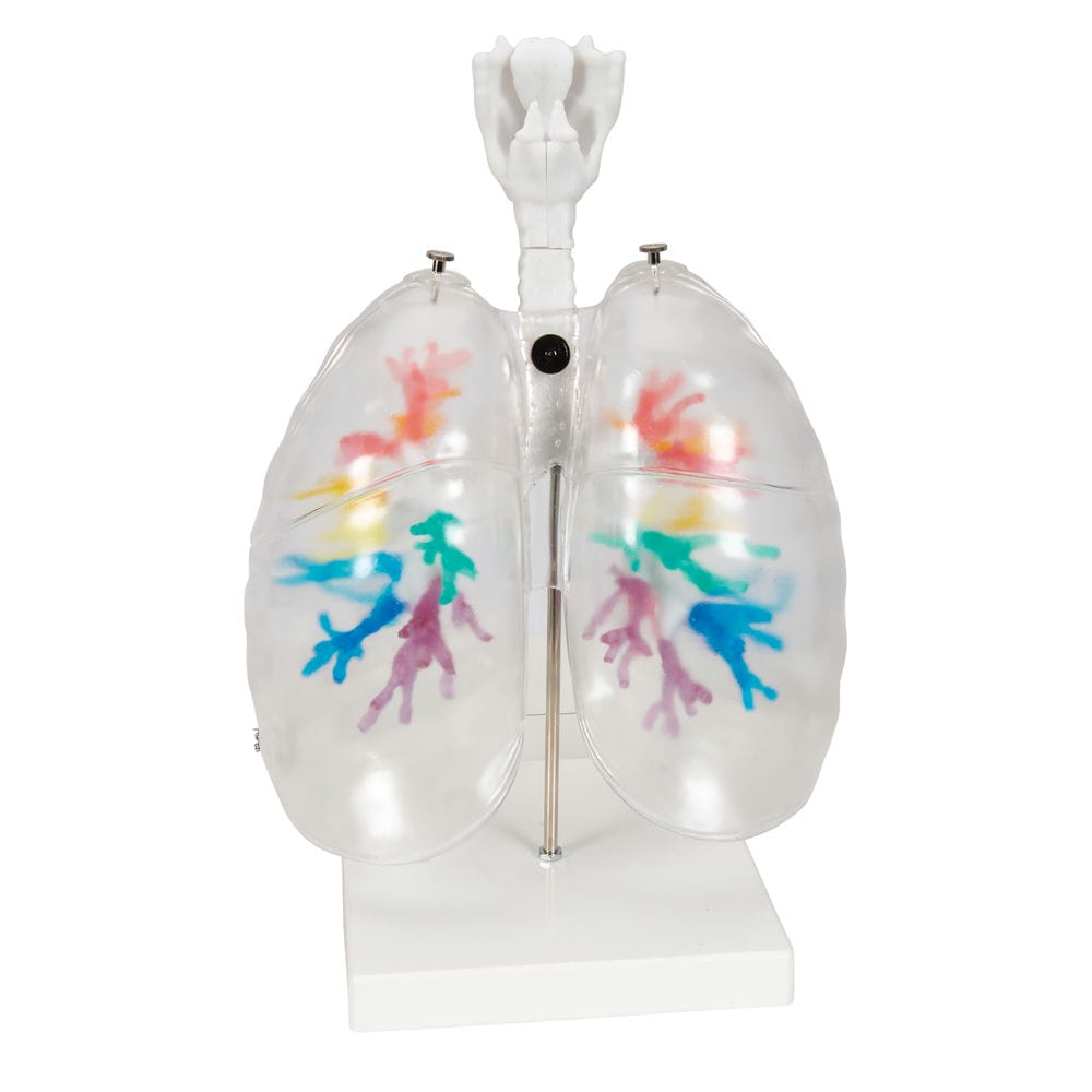 Модель гортани с бронхиальным деревом и прозрачными легкими — купить в МЕДСЕТ