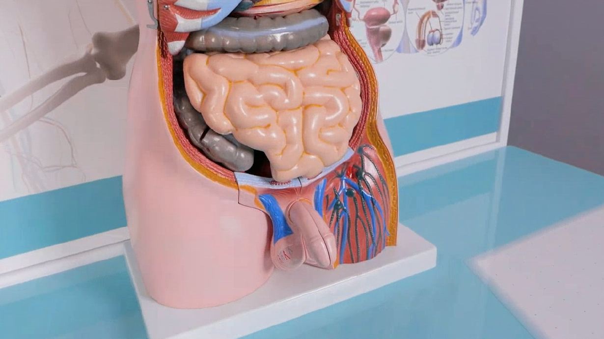 Трехмерный анатомический атлас. Приказ 838 Минпросвещения РФ — купить в МЕДСЕТ