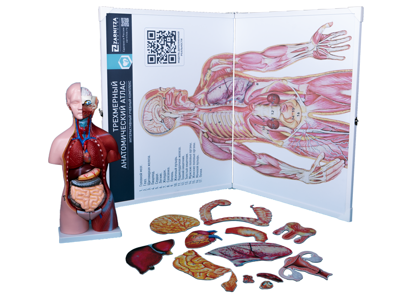 Интерактивный учебный комплекс "Трехмерный анатомический атлас". Приказ 838 Минпросвещения РФ — купить в МЕДСЕТ