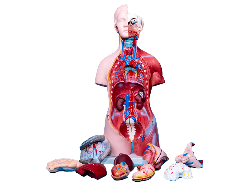 Интерактивный учебный комплекс "Трехмерный анатомический атлас". Приказ 838 Минпросвещения РФ — купить в МЕДСЕТ