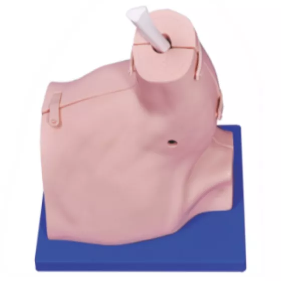 Модель для артроскопии плечевого сустава LV67 — купить в МЕДСЕТ