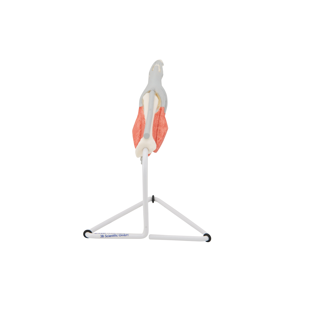 Модель внутреннего строения пальца кисти — купить в МЕДСЕТ