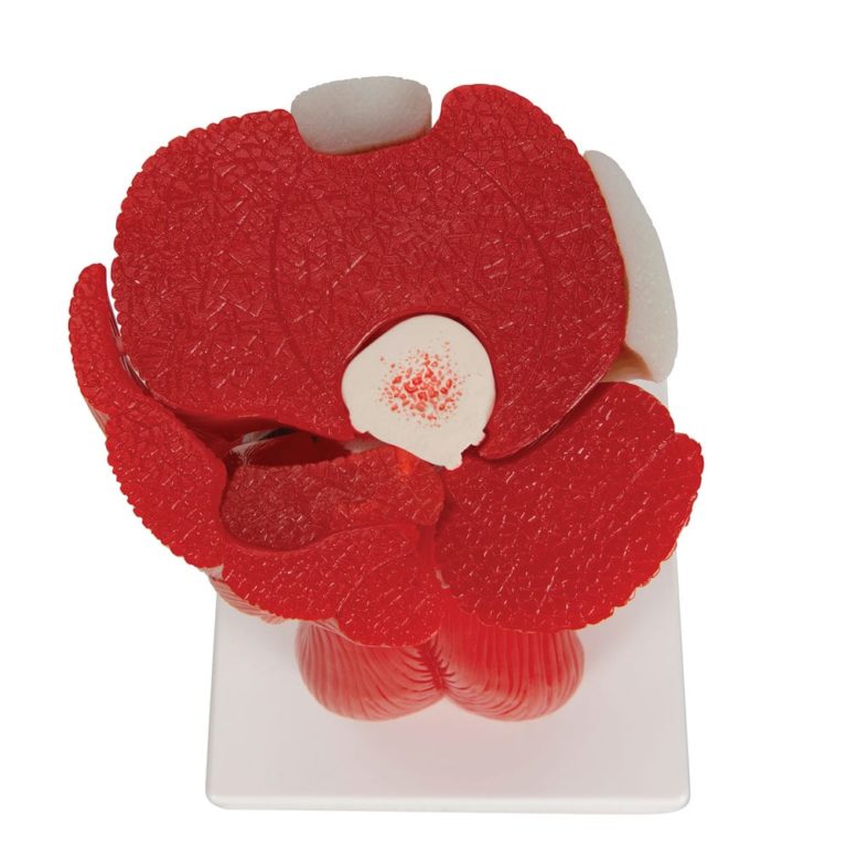 Модель коленного сустава, 12 частей — купить в МЕДСЕТ