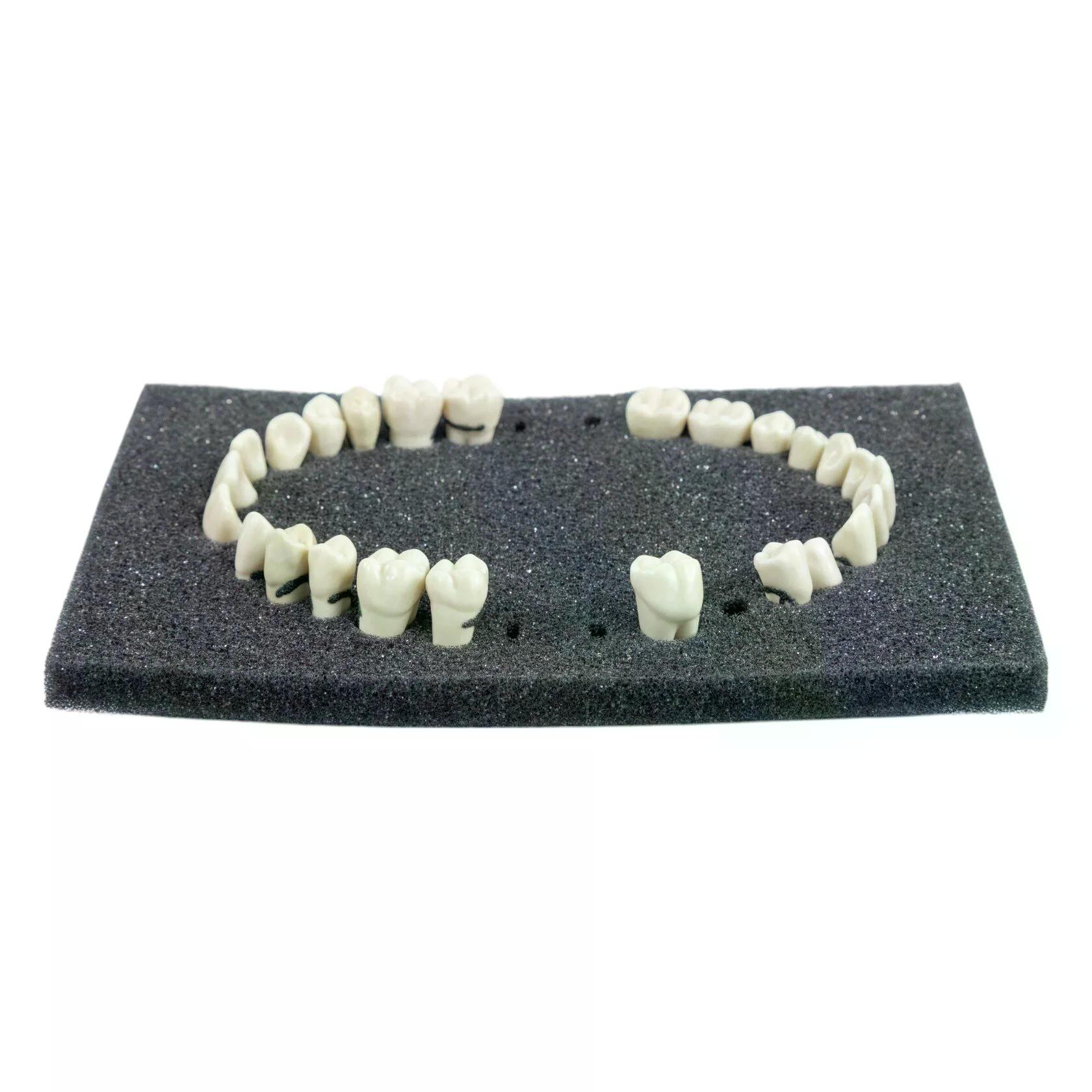 Учебные зубы с зубным камнем для пародонтологической модели PD-PM — купить в МЕДСЕТ