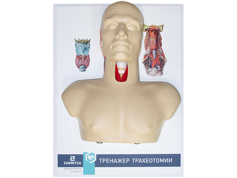 Тренажер трахеотомии — купить в МЕДСЕТ