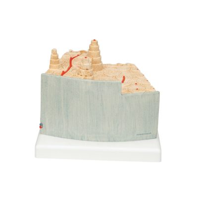 Модель структуры кости — купить в МЕДСЕТ