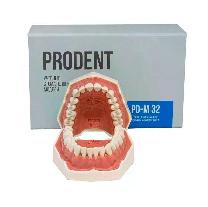 Учебная стоматологическая модель челюсти PD-M 32 — купить в МЕДСЕТ