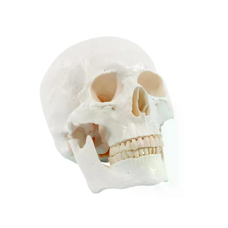 Анатомическая модель черепа человека — купить в МЕДСЕТ