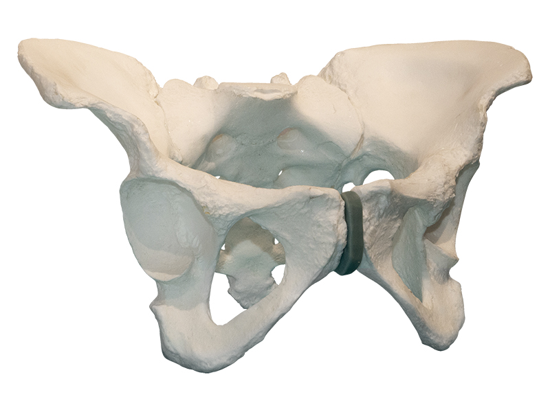 Композитная модель таза — купить в МЕДСЕТ