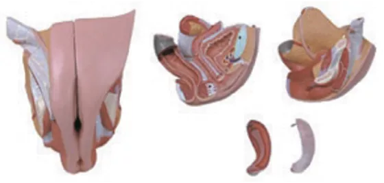 Женские половые органы (15105) — купить в МЕДСЕТ