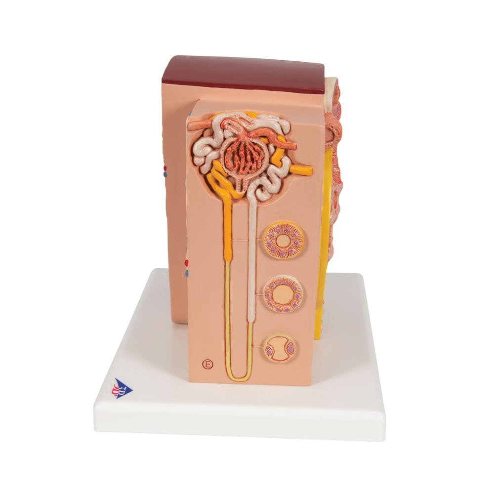 Модель почки 3B MICROanatomy — купить в МЕДСЕТ