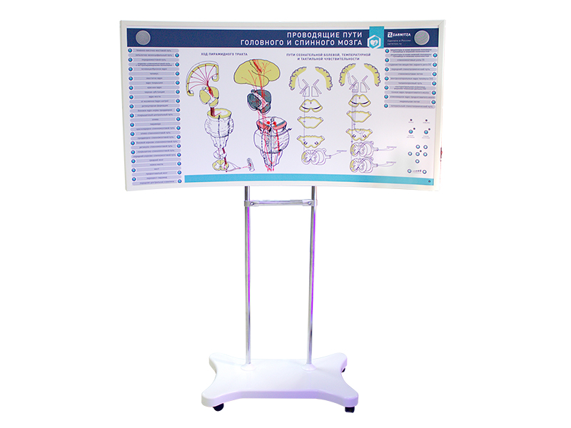 Лабораторно-диагностический учебный комплекс "Центральная нервная система" — купить в МЕДСЕТ