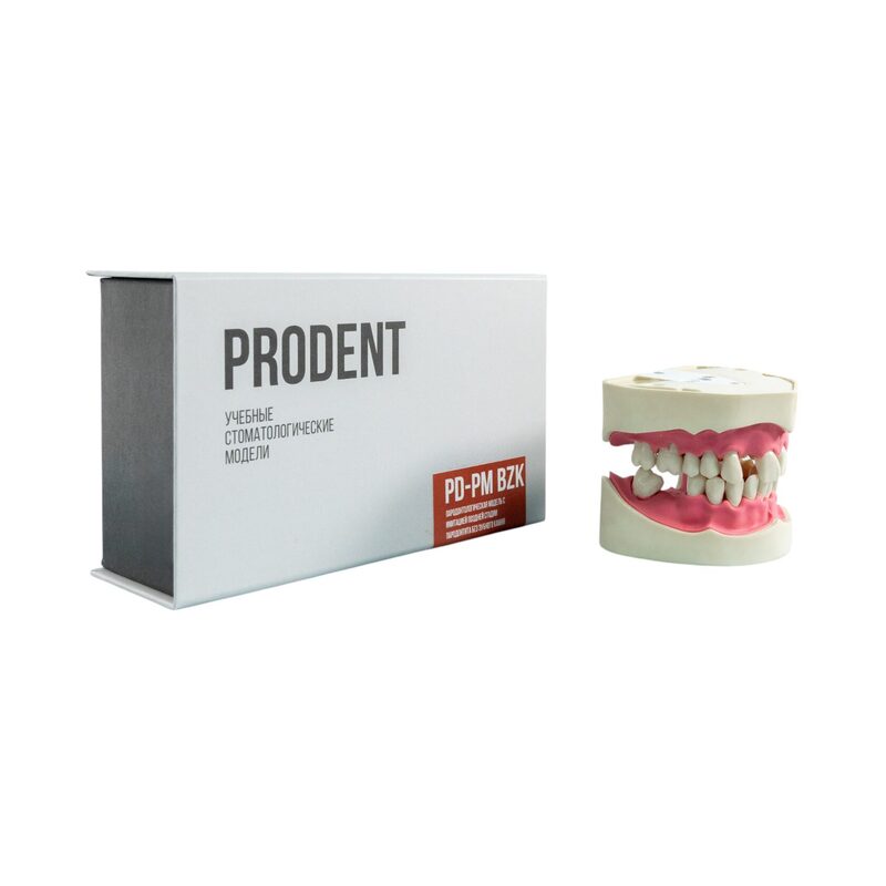 Модель верхней и нижней челюстей c имитацией поздней стадии пародонтита PD-PM — купить в МЕДСЕТ