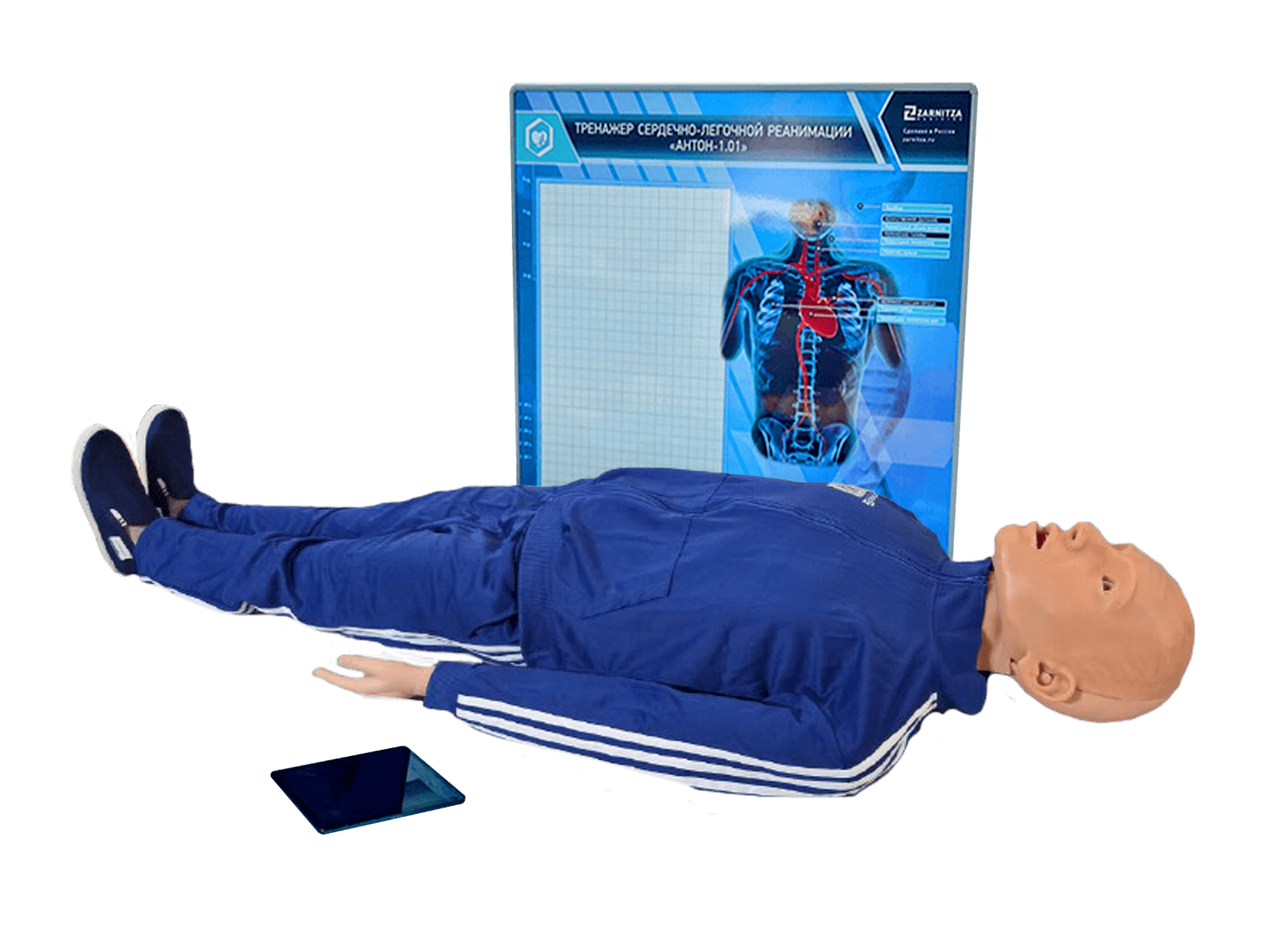 Робот-тренажер манекен "Антон-1" — купить в МЕДСЕТ