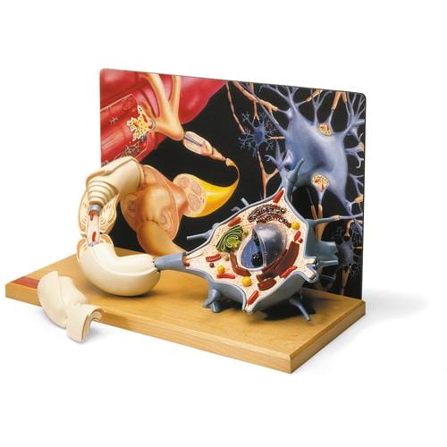 Диорама двигательного нейрона — купить в МЕДСЕТ