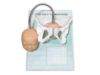 Модель таза с головкой плода на маркерном планшете — купить в МЕДСЕТ