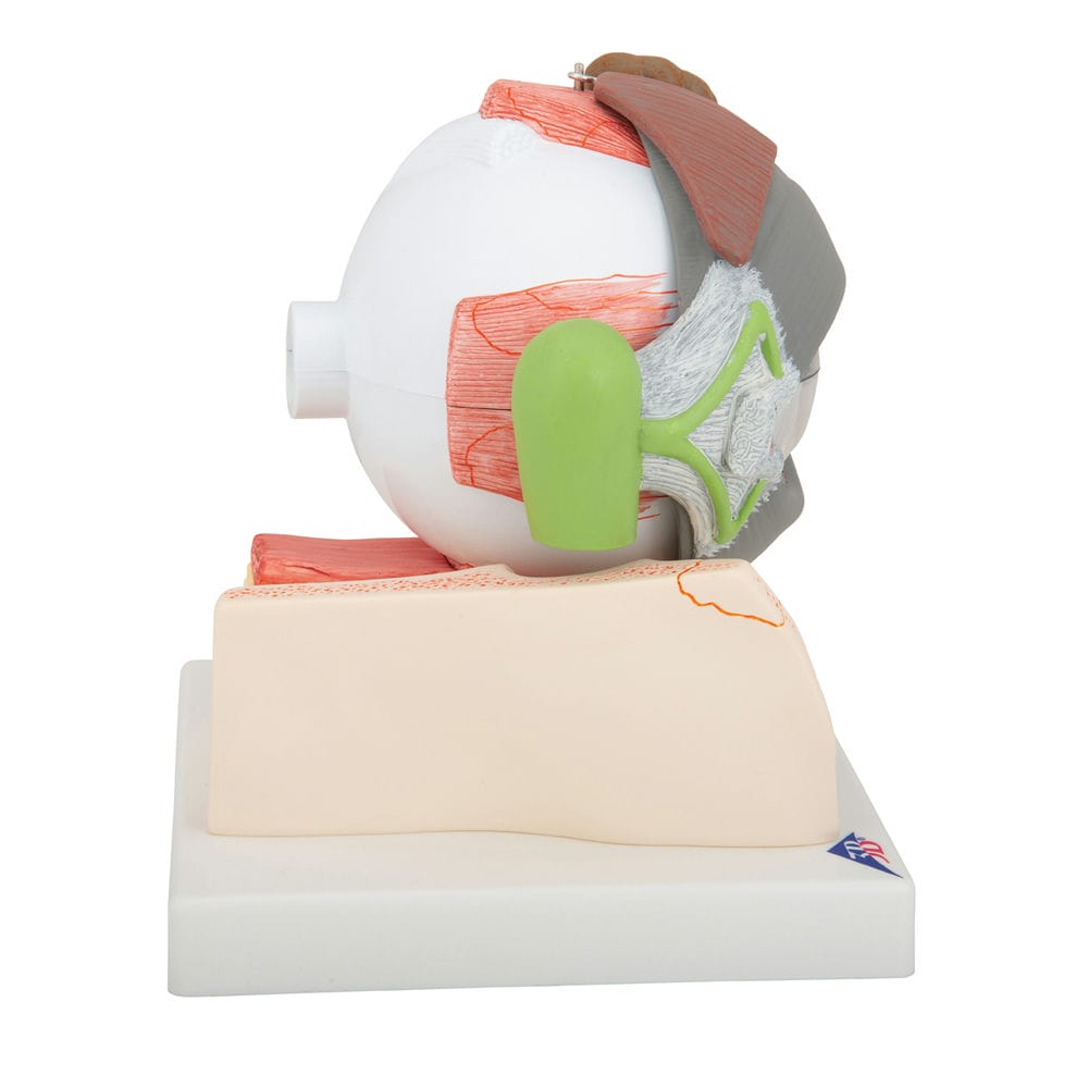 Модель глаза, 5-кратное увеличение, 8 частей — купить в МЕДСЕТ