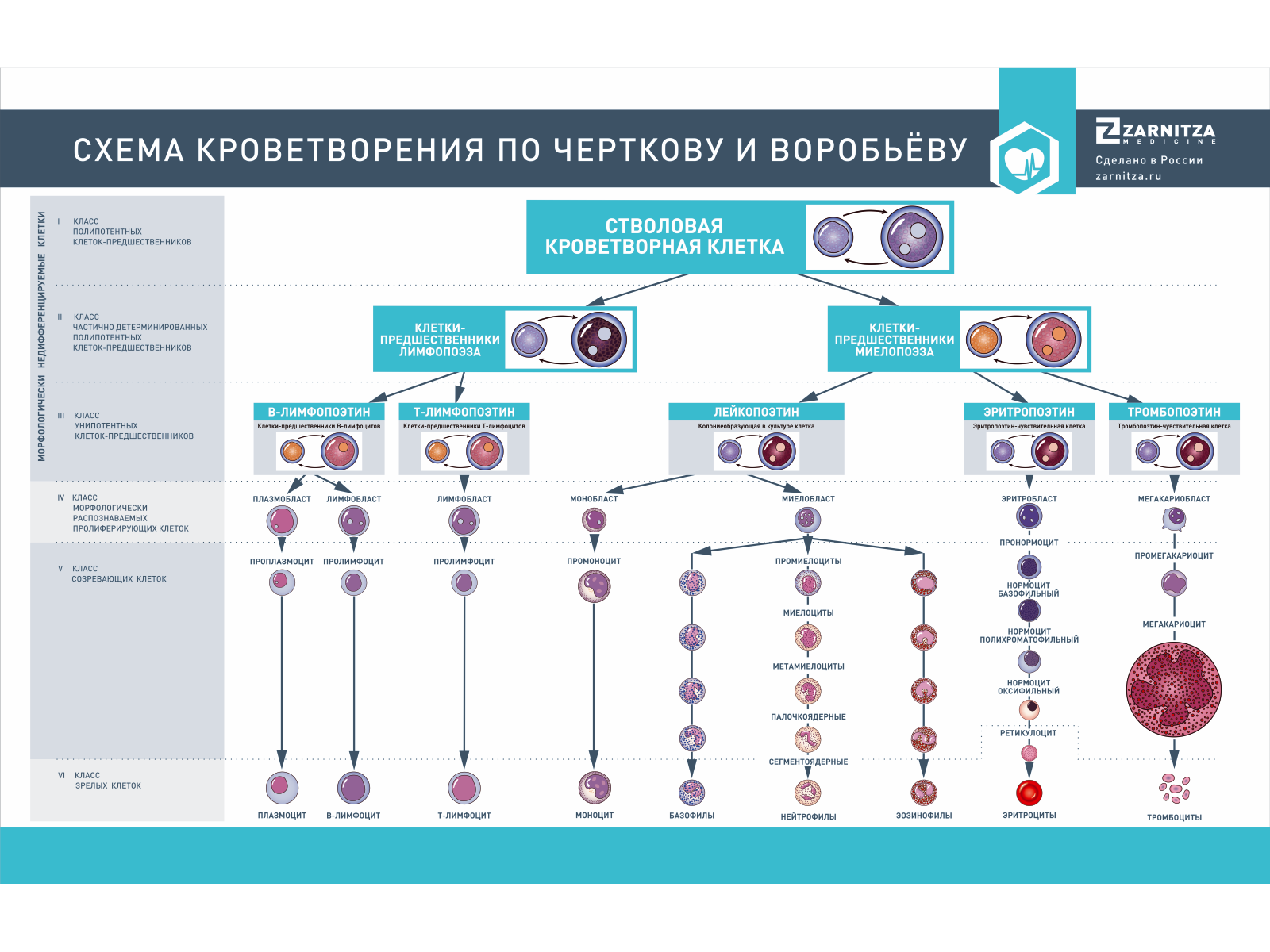 Стенд "Схема кроветворения по Черткову и Воробьеву" — купить в МЕДСЕТ