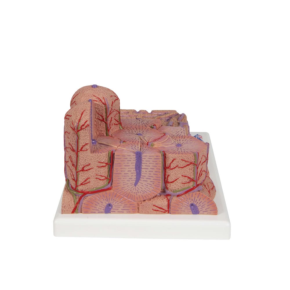 Модель печени 3B MICROanatomy — купить в МЕДСЕТ