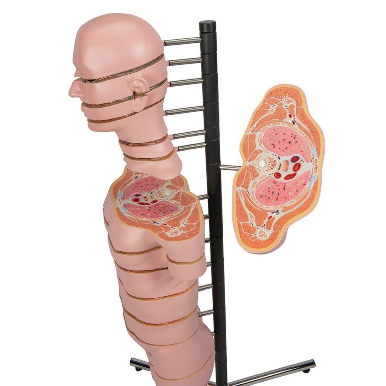 Торс в виде горизонтальных срезов — купить в МЕДСЕТ