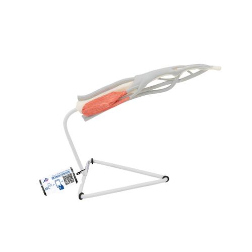 Модель внутреннего строения пальца кисти — купить в МЕДСЕТ