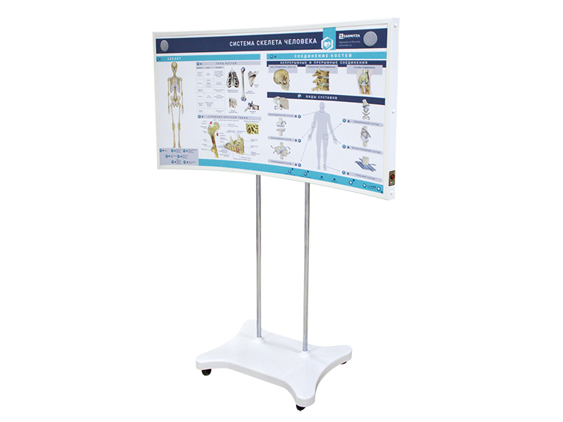 Лабораторно-диагностический учебный комплекс "Скелет человека" — купить в МЕДСЕТ