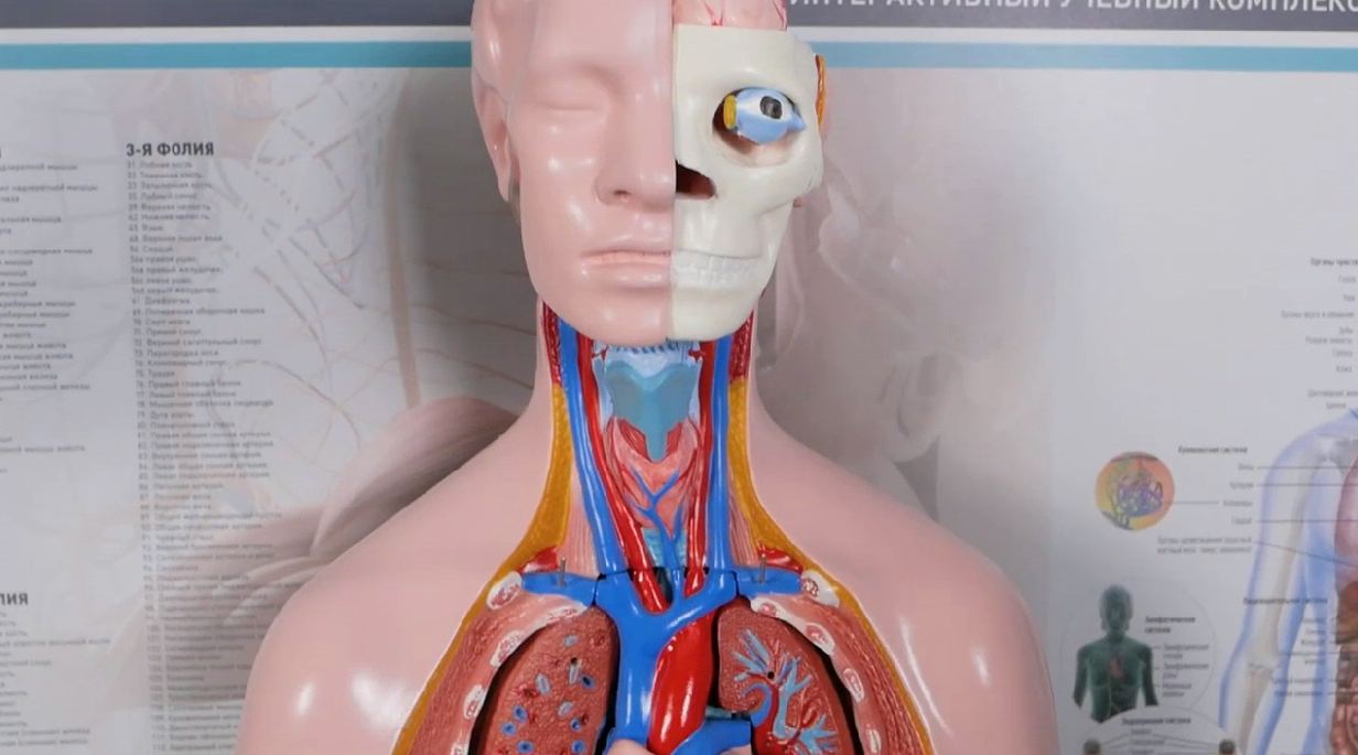 Трехмерный анатомический атлас. Приказ 838 Минпросвещения РФ — купить в МЕДСЕТ