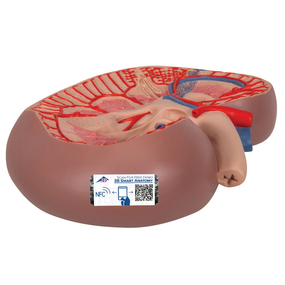 Базовая модель сечения почки, 3-кратное увеличение — купить в МЕДСЕТ