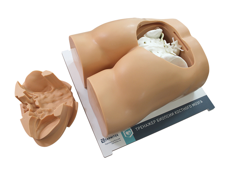 Тренажер для отработки навыков костной биопсии — купить в МЕДСЕТ