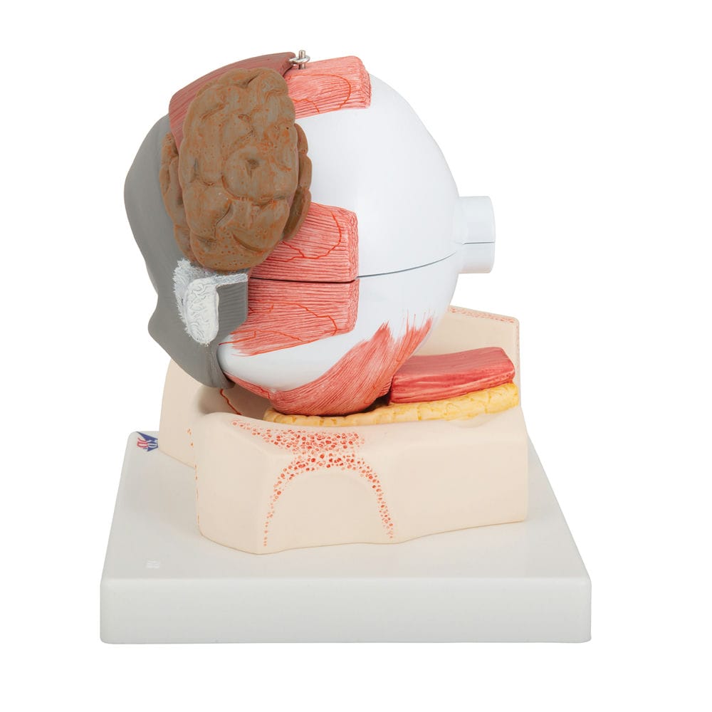 Модель глаза, 5-кратное увеличение, 8 частей — купить в МЕДСЕТ