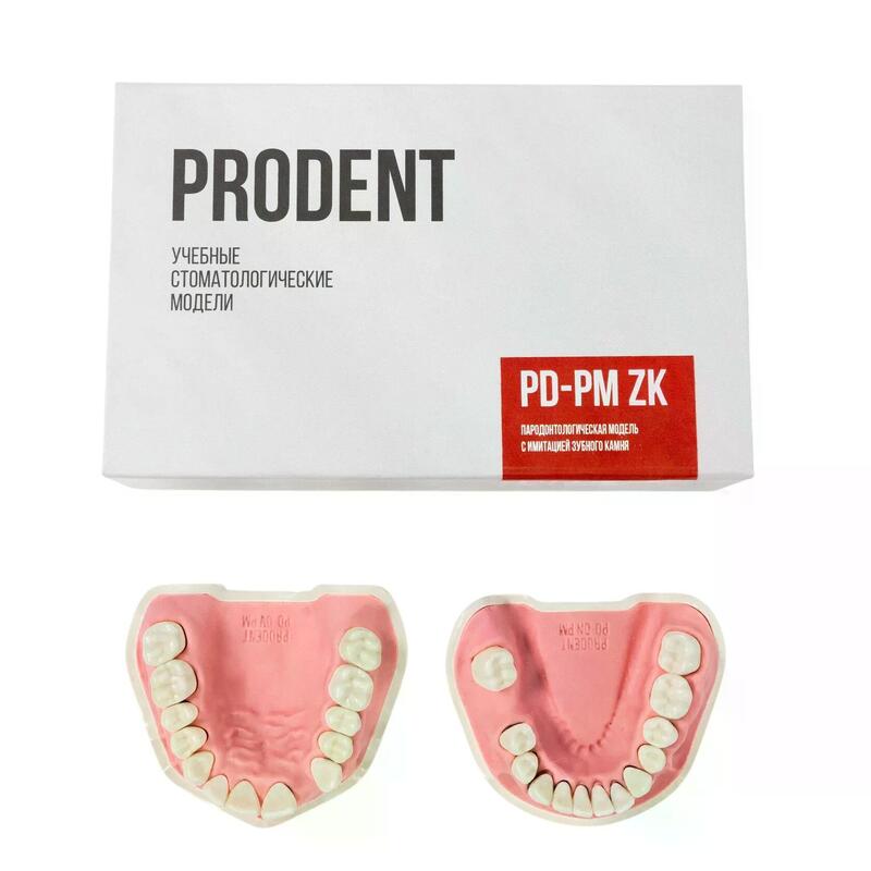 Модель верхней и нижней челюстей c имитацией поздней стадии пародонтита и зубного камня PD-PM — купить в МЕДСЕТ