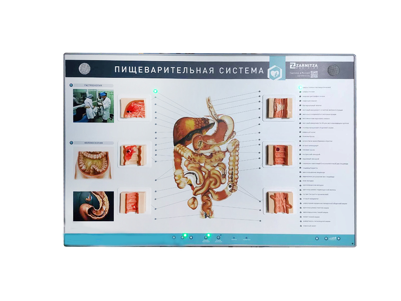 Интерактивный тренажерный комплекс для эндоскопии — купить в МЕДСЕТ