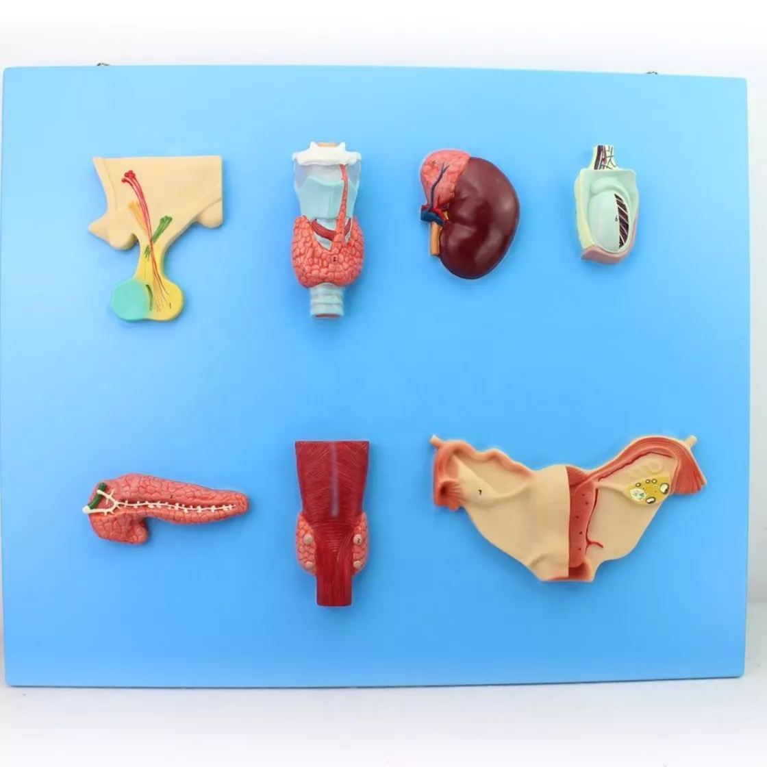 Стенд органов эндокринной системы (19002) — купить в МЕДСЕТ