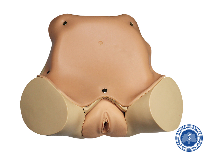 Тренажер для гинекологического осмотра — купить в МЕДСЕТ