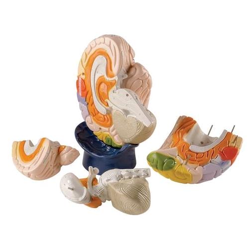 Модель областей мозга, 4 части — купить в МЕДСЕТ