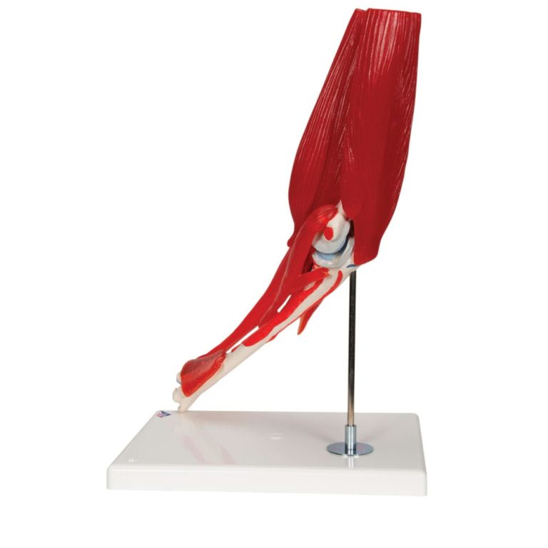Модель локтевого сустава, 8 частей — купить в МЕДСЕТ